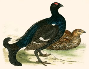 Black Grouse